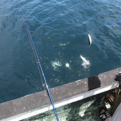 牟岐、日和佐の船釣り本カツオ狙いで撃沈2018/8/13